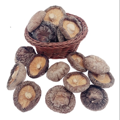 Культивирование Cubensis гриба шиитаке 4cm Брауна типичное очень вкусное сухое